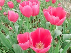 -洛阳郁金香牡丹园