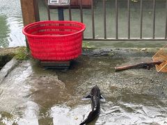 -源泉冷水鱼庄(小鱼洞店)
