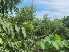 -老袁家蜜桃农场·阳山水蜜桃