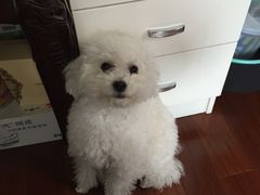 -Oh My Dog宠物沙龙(伊珊娜皮毛护理店)