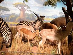 -陕西自然博物馆