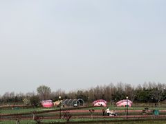 -荷兰花海