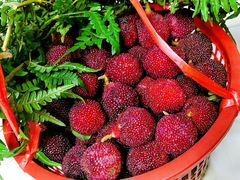 -西山樟坞健康果园枇杷杨梅采摘