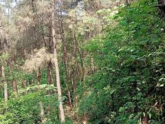 -铁山坪森林公园