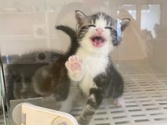 -lincat·猫舍(广州店)