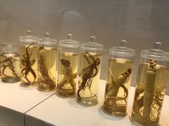 -广东中医药博物馆