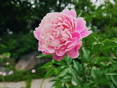 -陕西省西安植物园