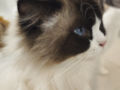 -平行世界·猫咖(首经贸店)