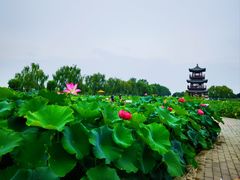 -荷花大观园