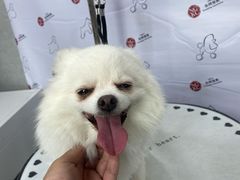 -伟伟宠物医院·CT影像中心·瑞派犬猫综合性门诊(汉口总院)