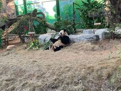 -灵玲国际马戏城