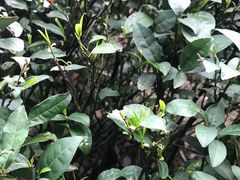 -十八棵（老龙井）御茶园(老龙井店)