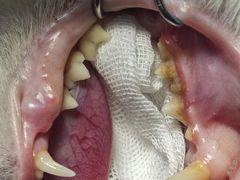 -纳吉亚猫专科动物诊疗中心(蒋宅口分院)
