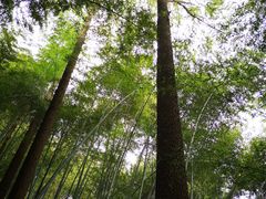 -溪口商量岗景区