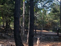 -清迈夜间动物园