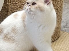 -More Fun猫咖 二十只万元加菲主题