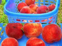 -南汇新场正宗水蜜桃采摘