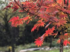 -喇叭沟原始森林公园