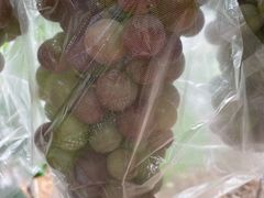 -马陆小张葡萄园农家乐