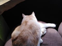 -猫猫幼稚园·撸猫·桌游·电玩
