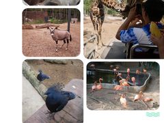 -清迈夜间动物园