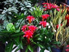 -秦美花卉(天朗·莱茵小城2期店)