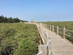 -北海金海湾红树林生态旅游区