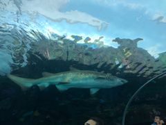 -瑞普利水族馆