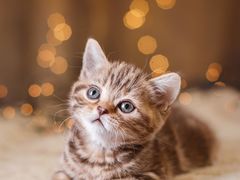 -丫丫汤膳打边炉(宏府408坊店)