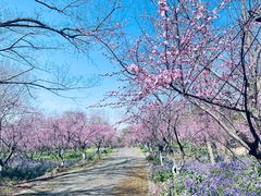 -上海海湾国家森林公园