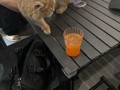 -琪喵猫屋·撸猫猫咖·猫舍