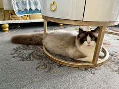 -欣宠猫屋·矮脚拿破仑·蓝金金渐层