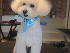-Oh My Dog宠物沙龙(伊珊娜皮毛护理店)