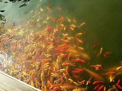 -武汉紫薇都市田园