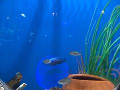 -华夏文旅海洋公园