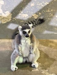 -Zoolung Zoolung动物主题公园(海信广场店)