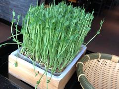 活体豌豆苗-捞王锅物料理(金城路店)