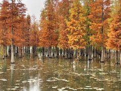 -白鹭湾湿地公园