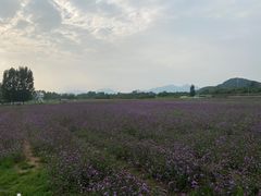 -北京东方普罗旺斯薰衣草庄园
