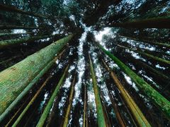 -武陵山森林公园