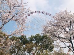 -顾村公园