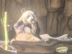 -泉州海丝野生动物世界