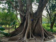 -中国科学院西双版纳热带植物园