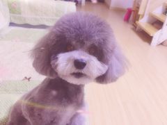 -爱宠屋pet shop·宠物洗澡·宠物美容