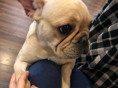 -柯斗斗主题餐厅·狗咖·围炉煮茶·茶饮(国瑞升平里店)