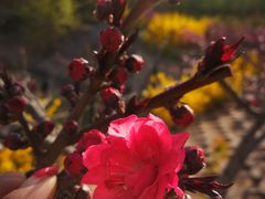 -大兴滨河森林公园