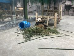 -栾川竹海野生动物园