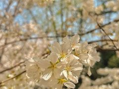 -武汉大学-樱园