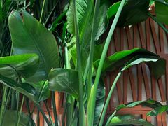 -云阿蛮云南生烫牛肉米线(奉贤路店)