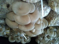 -杨柳青园艺科技博览园